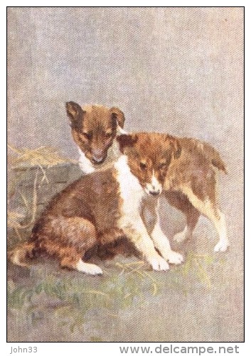 De Reszke Dog Postcard  -  The Collie   -  No. 23 - Chiens