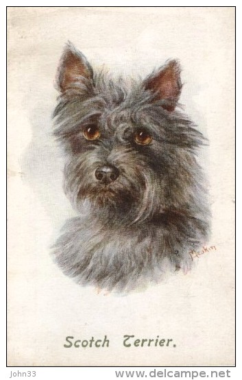 H. Meakin   -   A Scotch Terrier   -   4273 - Chiens