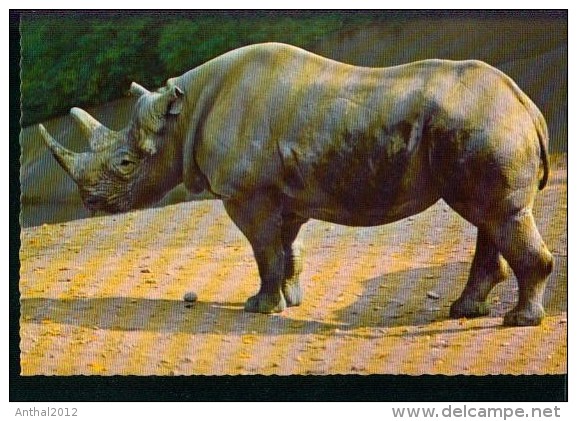 Rhinozeros Rhinoceros  ISV No. 65 - Flusspferde