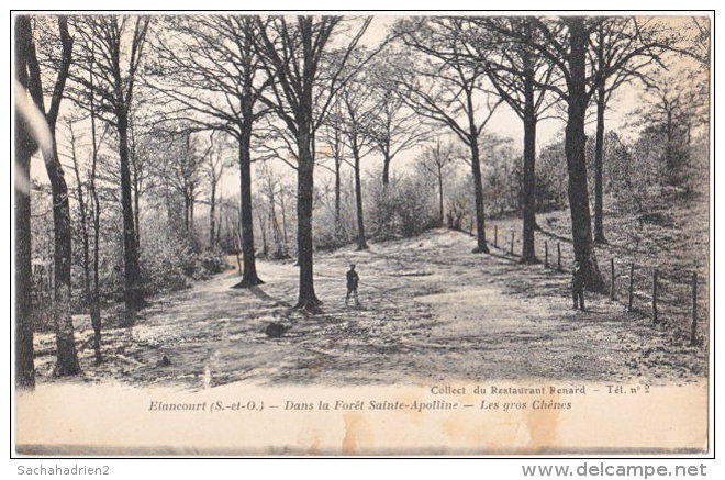 78. ELANCOURT. Dans La Forêt Sainte-Apolline. Les Gros Chênes - Elancourt