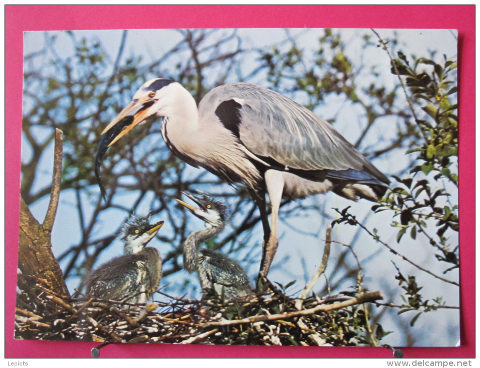 01 - Villars Les Dombes - Héron Cendré Et Bébés Hérons - Parc Ornithologique Départemental - Scans Recto-verso - Villars-les-Dombes