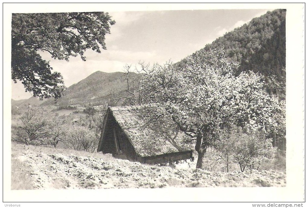 SLOVENIA - Okolina Celja 1963 - Slovénie