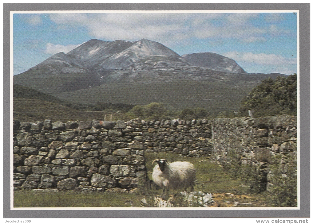 BT18217 Beninn Eighe And A Highland Blackfaced  Ross Shire   2 Scans - Ross & Cromarty