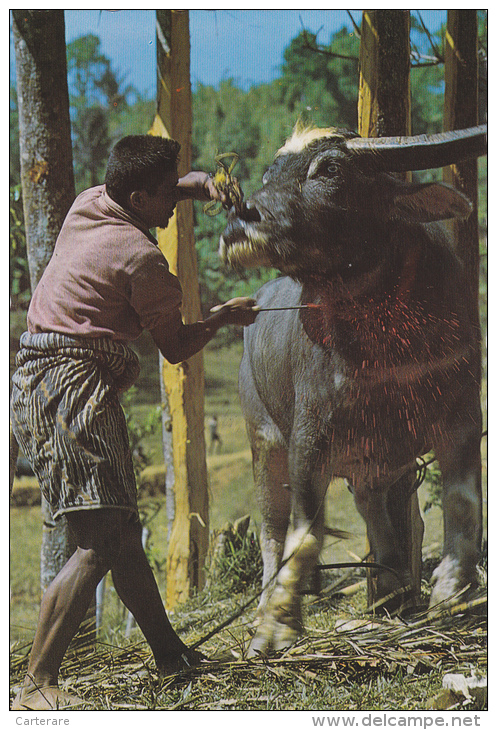 Asie,asia,idonesie,kabupa Ten TANA TORAJA,SULAWESI,sud,south ,buffalo,buffle,ethnique Indigene,sacrifice,tuerie,chasseur - Indonesien