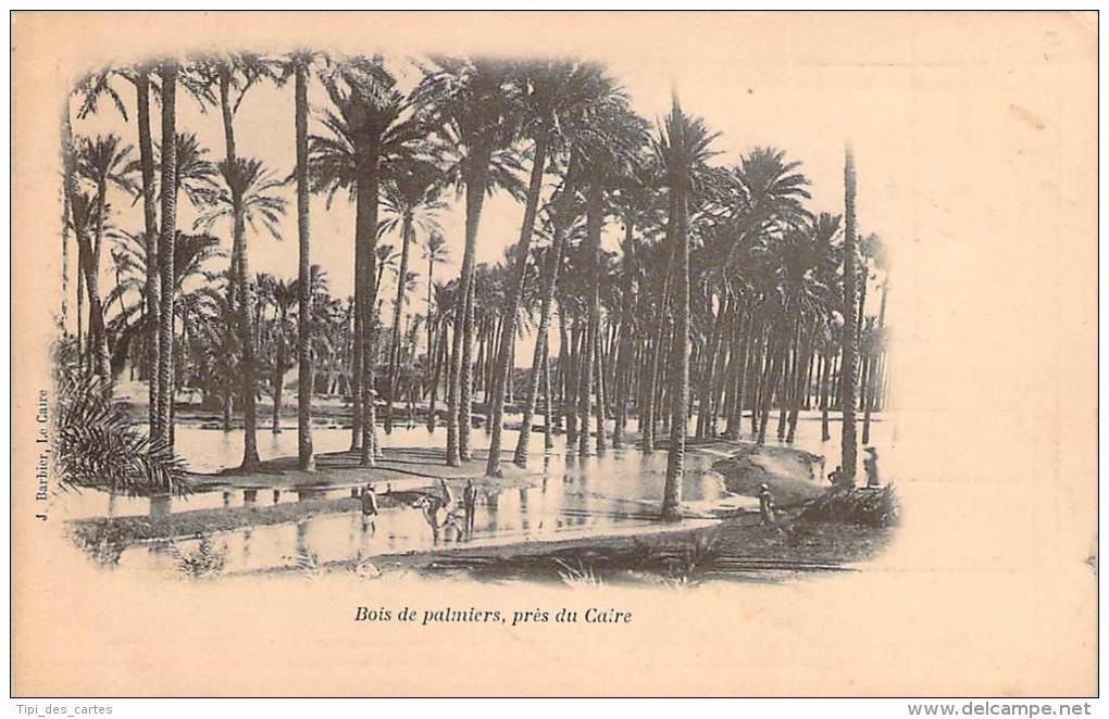 Le Caire - Bois De Palmiers, Près Du Caire - Le Caire