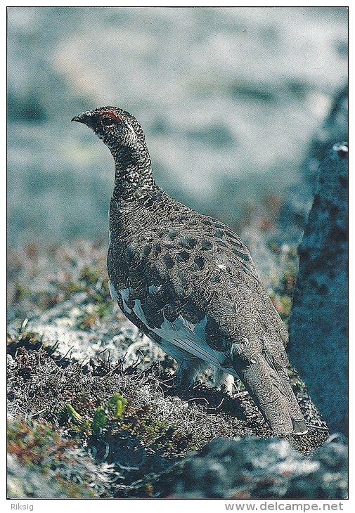 Bird On Postcard. Greenland  A-3255 - Greenland