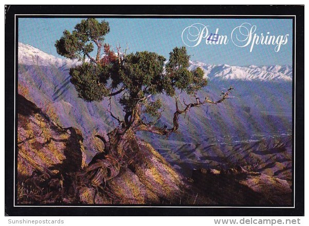 California Palm Springs Land Of Contrasts 1986 - Palm Springs