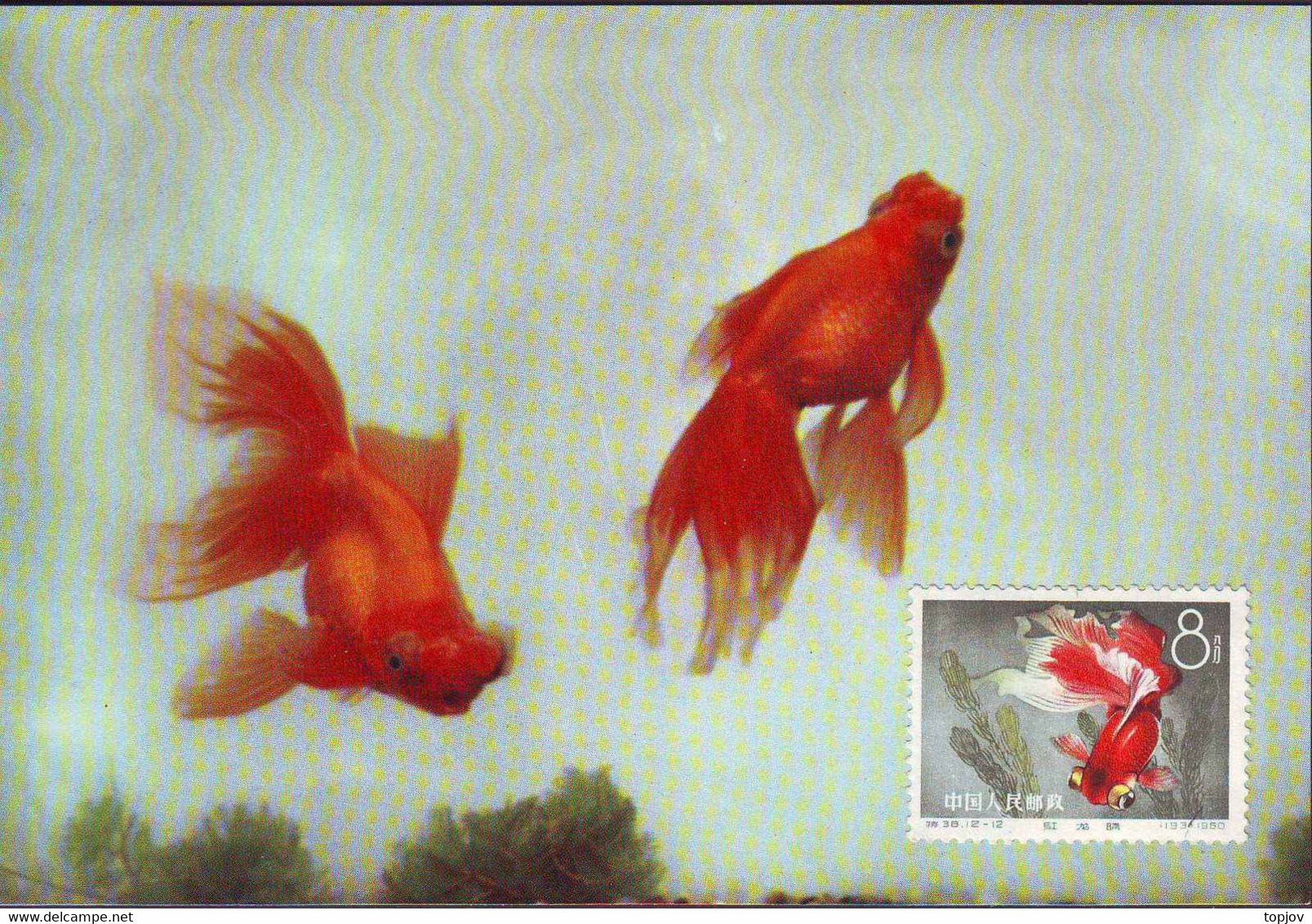 CHINA - KINA -  GOLD  FISH  on  POSTCARDS - complet set 12 v -  ORGINAL  CARD - cto  MC - 1960 - PERFECT - RARE