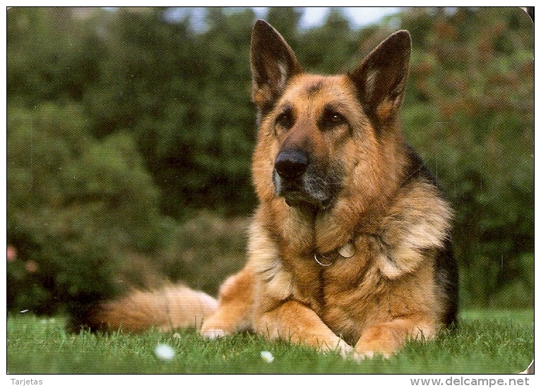 CALENDARIO DEL AÑO 2011 DE UN PERRO PASTOR ALEMAN (CAN-DOG-PERRO) (CALENDRIER-CALENDAR) - Tamaño Pequeño : 2001-...