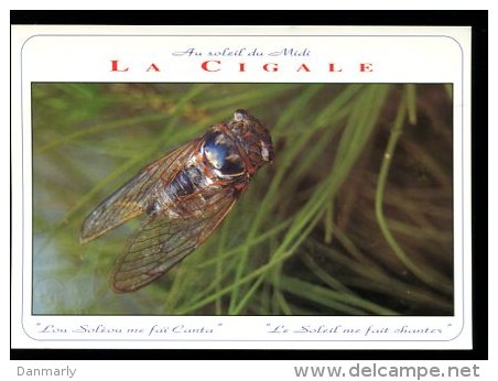 CP : Au Soleil Du Midi " La Cigale" - Insectos