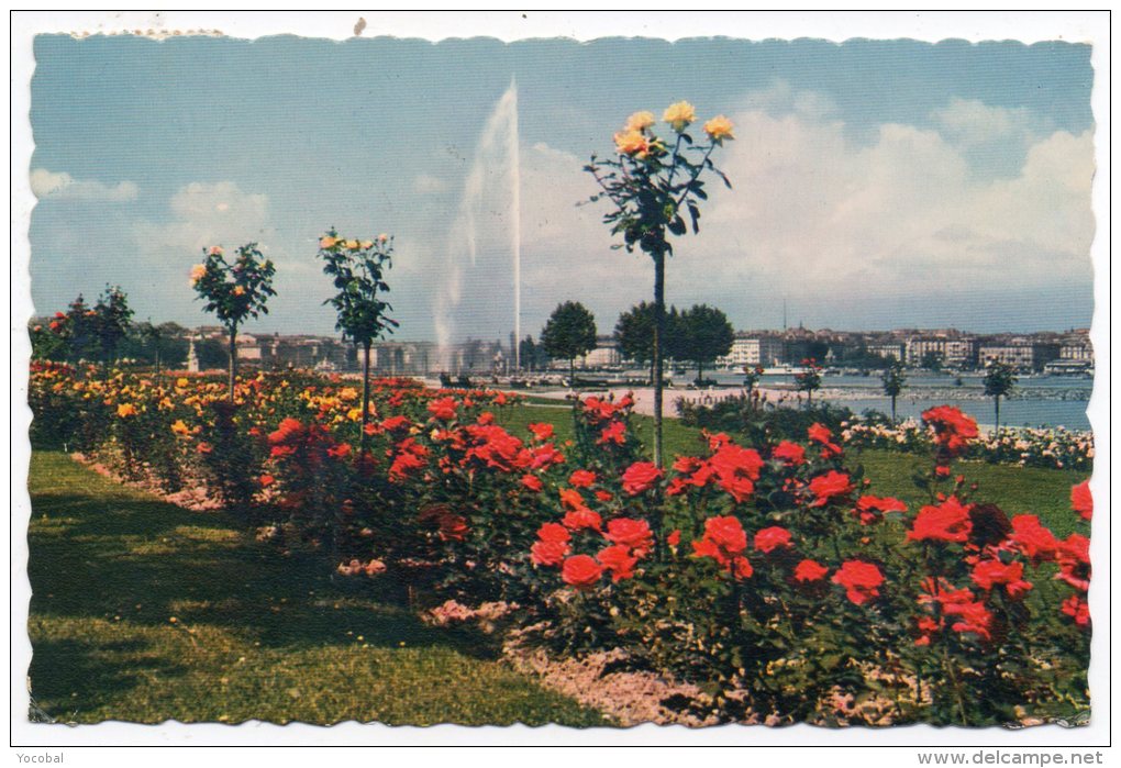 CP, SUISSE - GENEVE, Les Roses Du Quai De Cologny Et Le Jet D'Eau (120 M), Voyagé En 1964 - Cologny