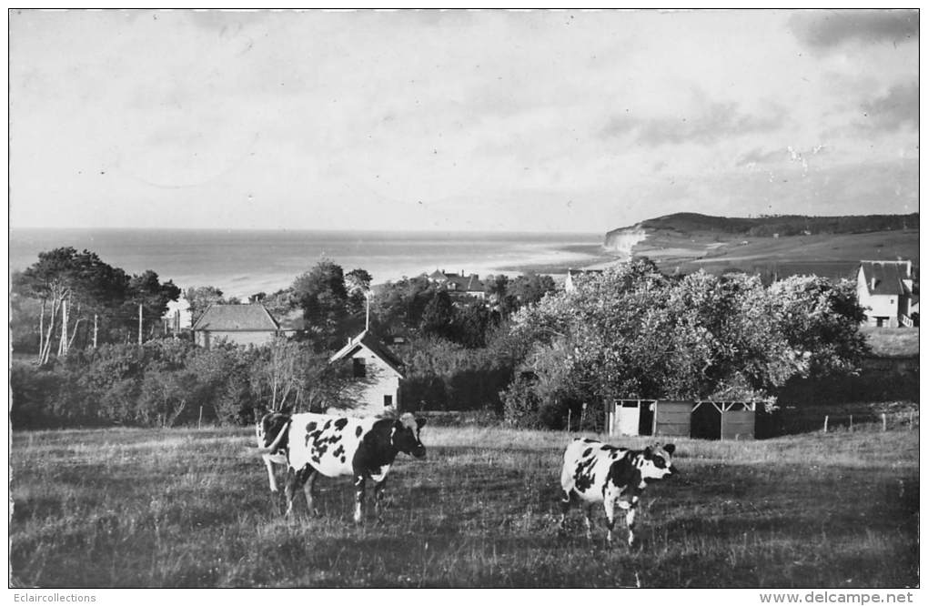 Quiberville    76      Panorama   Année 1953 - Sonstige & Ohne Zuordnung