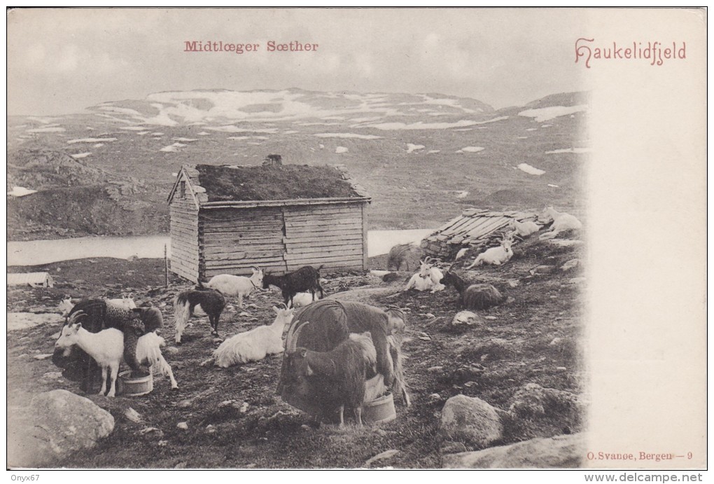 HAUKELIDFJELD (Norvège-Norway-Norge) Midtloeger Soether - Traite Des Chèvres - CHEVRE - ANIMAUX - METIER -2 SCANS- - Norvegia