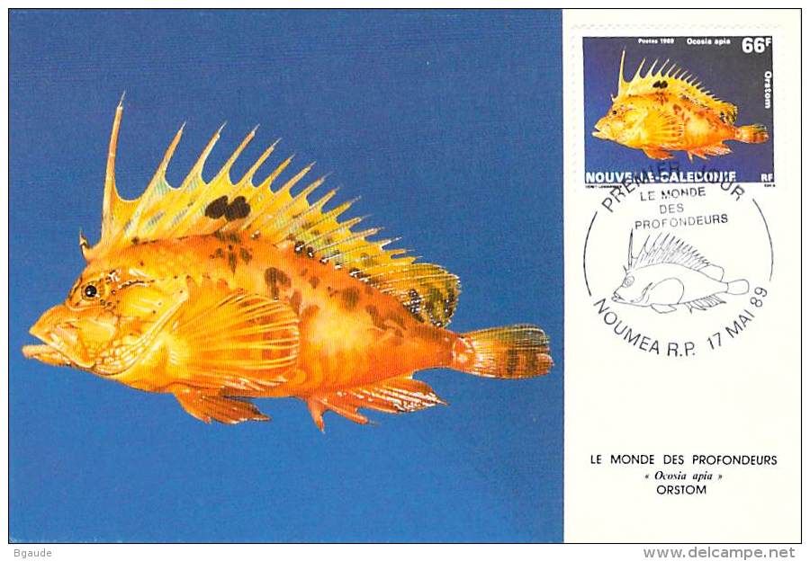 NOUVELLE CALEDONIE  CARTE MAXIMUM  NUM-YVERT 577 FAUNE MARINE - Maximumkarten