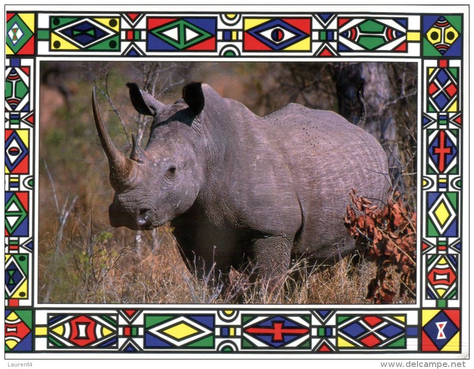 (677) White Rhinoceros Blanc - Rhinozeros