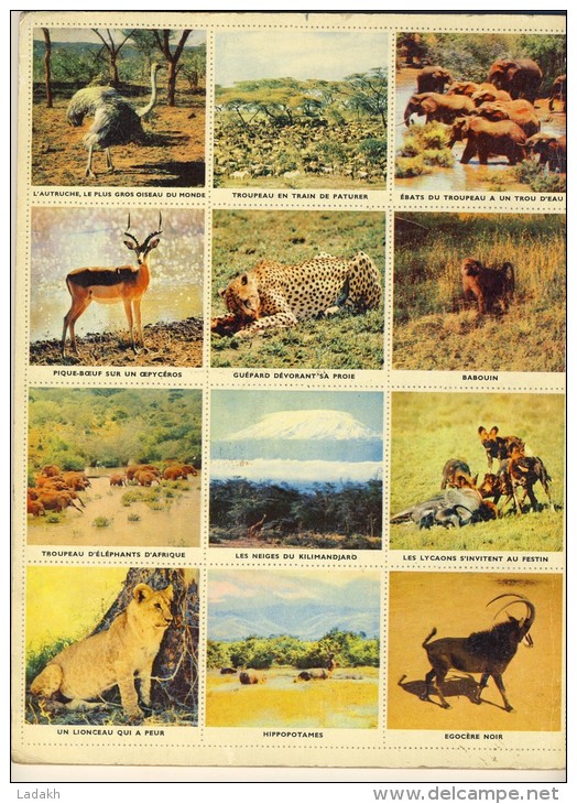 ENCYCLOPEDIE PAR LE TIMBRE 1956 N° 34 # WALT DISNEY # COCORICO #ALBUM ANIMAUX D'AFRIQUE 48 CHROMOS # - Albums & Katalogus