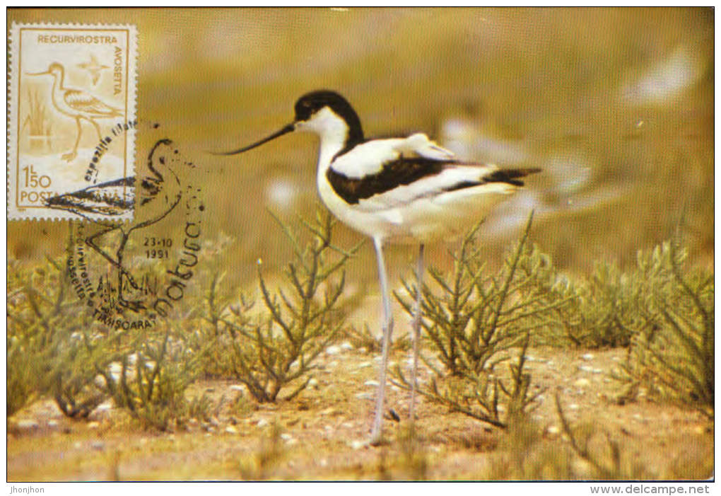 Romania- Maximum Postcard - Knock Back- Long- Legged Wading Birds - Picotenazas & Aves Zancudas