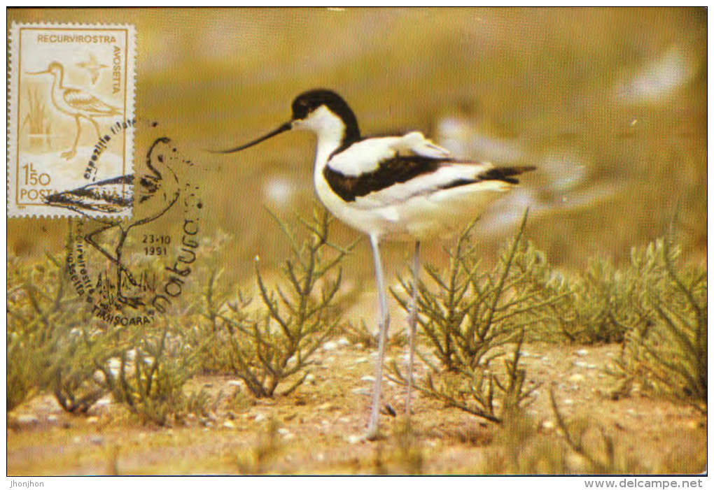 Romania- Maximum Postcard - Knock Back- Long- Legged Wading Birds - Storchenvögel