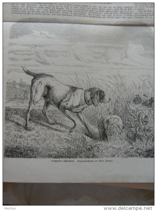 Hunting -Vorstehender Hühnerhund -Jagd - Jäger - Hunter -Guido Hammer Dog Chien- 1859  Gravure   1.ILZ1858.22 - Estampes & Gravures