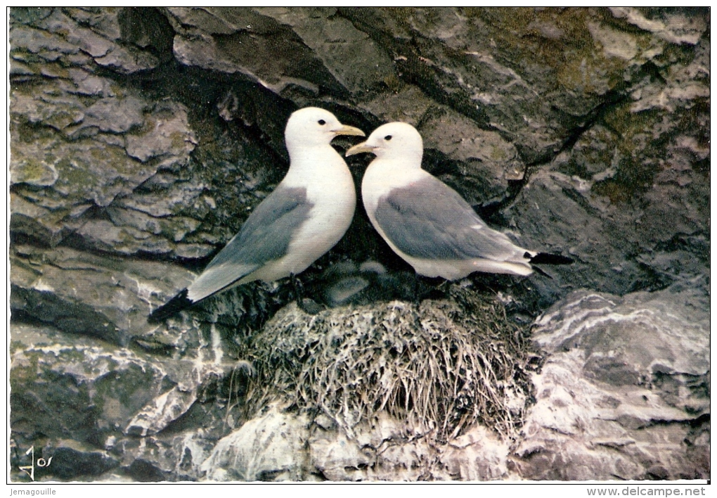 SIZUN 29 - Couple De Mouettes Tridactyles - MX R. 299 - E-3 - Sizun