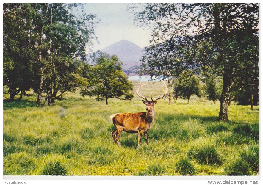 (AKP66) RED DEER. CERF ROUGE - Flusspferde