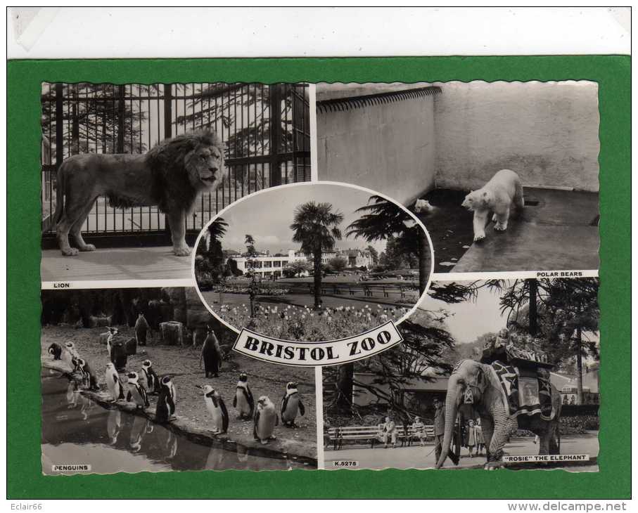 BRISTOL    ZOO   MULTI VIEW   CPSM Grand Format  Annee 1958 - Bristol