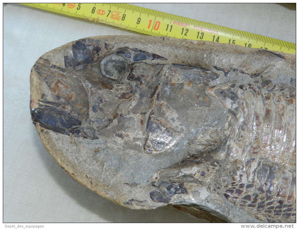 TRES BEAU FOSSILE + CONTRE EMPREINTE NODULE Du BRESIL  à Voir - Fósiles