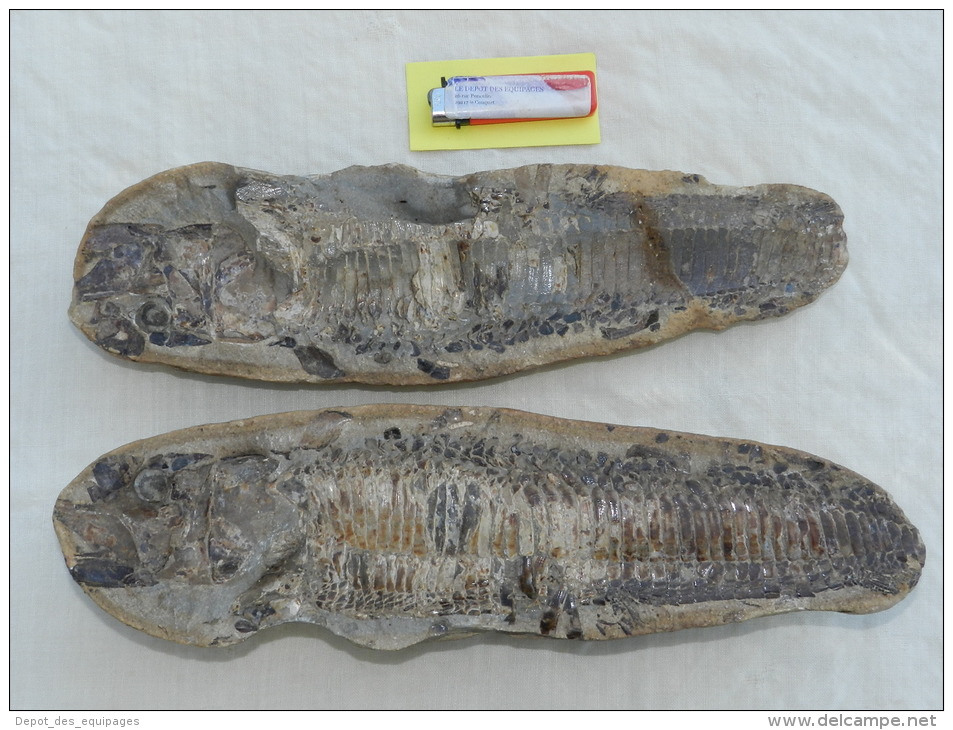 TRES BEAU FOSSILE + CONTRE EMPREINTE NODULE du BRESIL  à voir