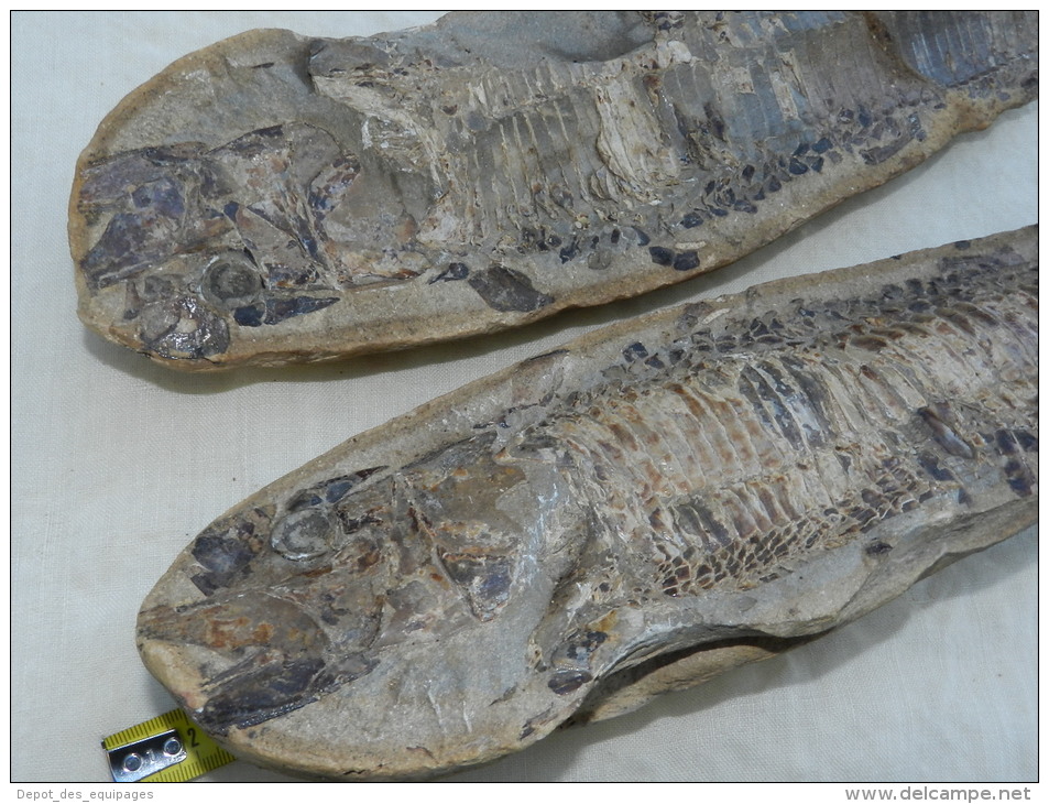 TRES BEAU FOSSILE + CONTRE EMPREINTE NODULE du BRESIL  à voir