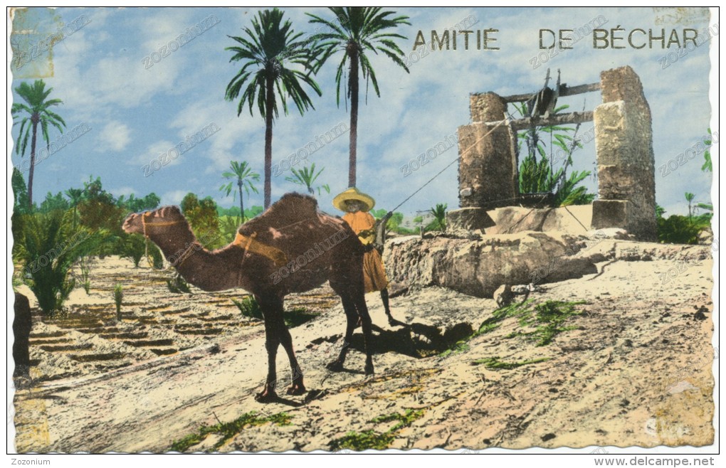 AMITE De BECHAR, Arrosage D´une Palmeraie , Camel,  Old Photo Postcard - Iran