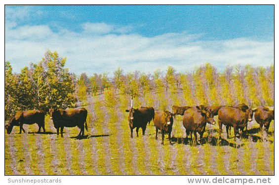 Canada Dual Purpose Herd Of Red Poll Cattle Crystal City Manitoba - Other & Unclassified