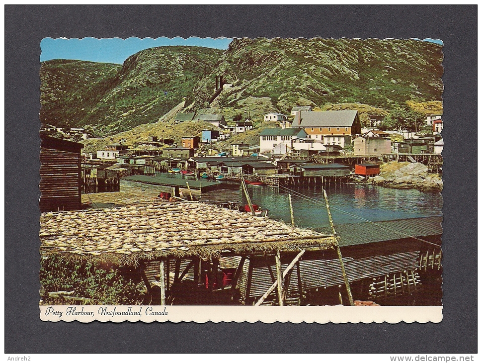 TERRE-NEUVE & LABRADOR - NEWFOUNDLAND - PETTY HARBOUR - GOOD HARVEST OF COD FISH - THE FISH ARE SALTED AND DRY - Autres & Non Classés