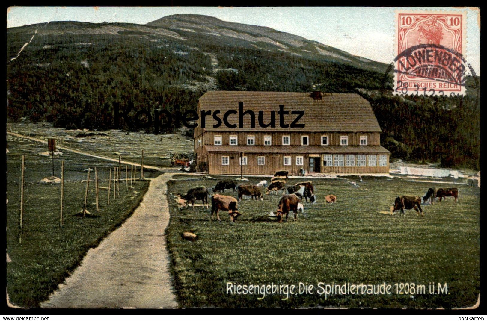 ALTE POSTKARTE RIESENGEBIRGE DIE SPINDLERBAUDE Stempel Löwenberg Schlesien Ansichtskartensammler Globus (Kosmopolit) Kuh - Sudeten