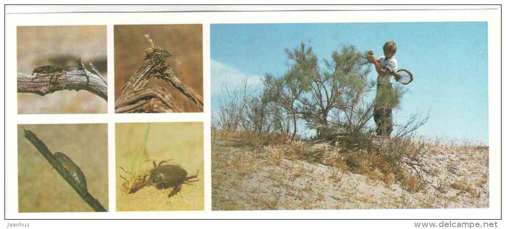 Entomologist - Insects - Tigrovaya Balka Nature Reserve - 1983 - Russia USSR - Unused - Insects