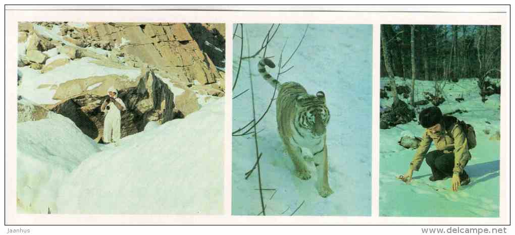 Siberian Tiger - Panthera Tigris Altaica - Sikhote-Alin Nature Reserve - 1987 - Russia USSR - Unused - Tiger