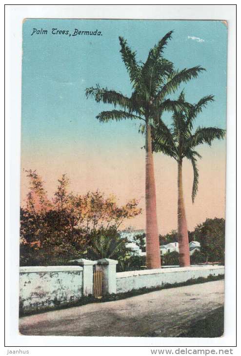 Palm Trees , Bermuda - No 19 - By Herrington &amp; Scheihauer - Old Postcard - Bermuda - Unused - Bermudes