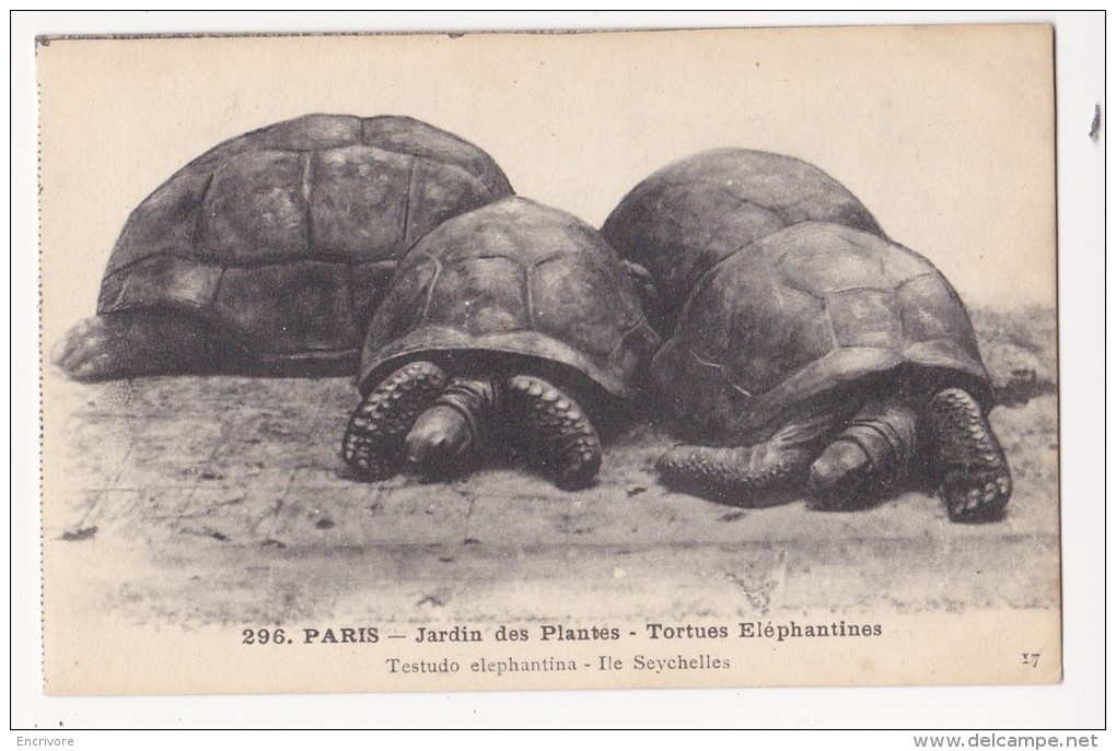 Cpa TORTUES ELEPHANTINES Tortue Jardin Des Plantes - Testudo Elaphantina Ile Seychelles 296 - Schildkröten