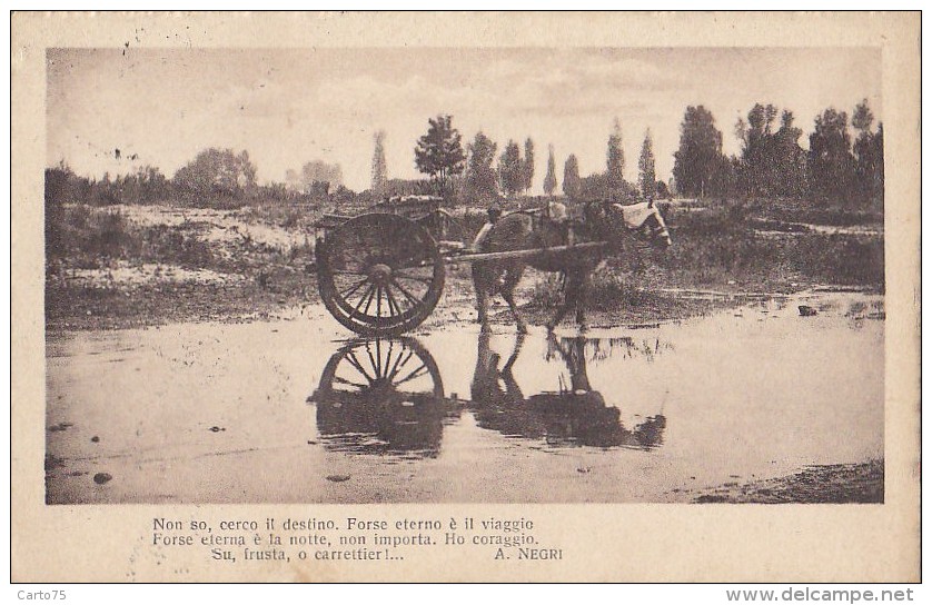 Italie -  Attelage Cheval - A. Negri - Carrettier - Postal Mark Carrara Torre Del Lago 1917 1920 - Carrara