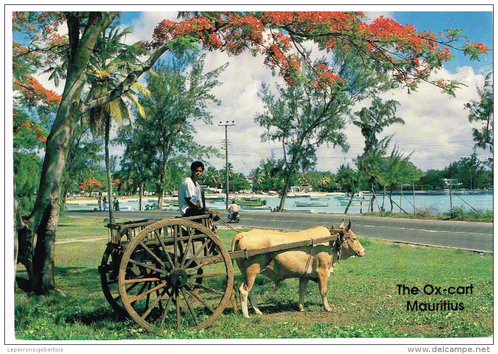 Ile Maurice  "The Ox-Cart" (Le Char-à-boeuf) - Maurice