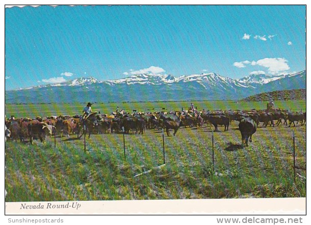 Nevada Round Up Bringing The Herd To Lower Pastures After The First Snowa In The Mountains Reno Nevada - Reno