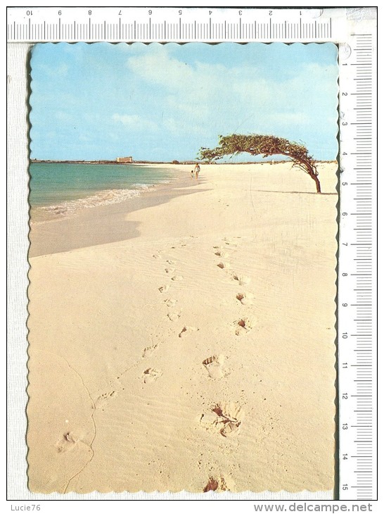 ARUB'S  FAMOUS  -  DIVI DIVI TREE - Aruba