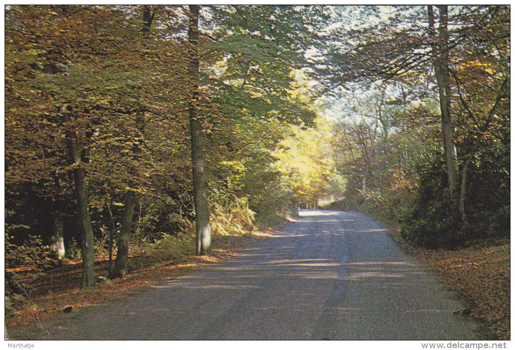 BHM 60 C.T. - Hawthorne Lane, Burnham Beeches - Buckinghamshire