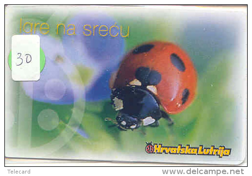 Ladybird Coccinelle Lieveheersbeestje Insect (30) - Lieveheersbeestjes