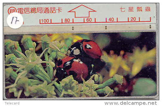 Ladybird Coccinelle Lieveheersbeestje Insect (17) - Coccinelle