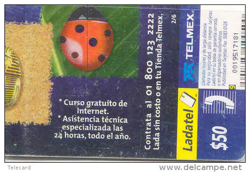 Ladybird Coccinelle Lieveheersbeestje Insect (20) - Lieveheersbeestjes