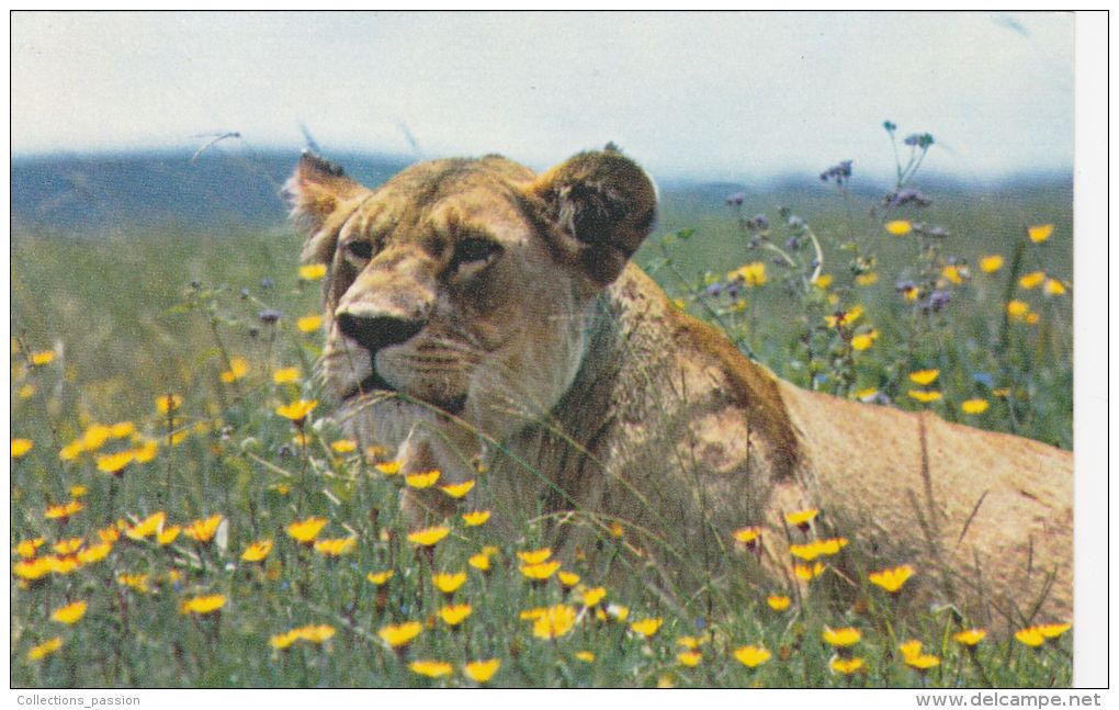 Cp , ANIMAUX , Lionne Au Repos - Lions