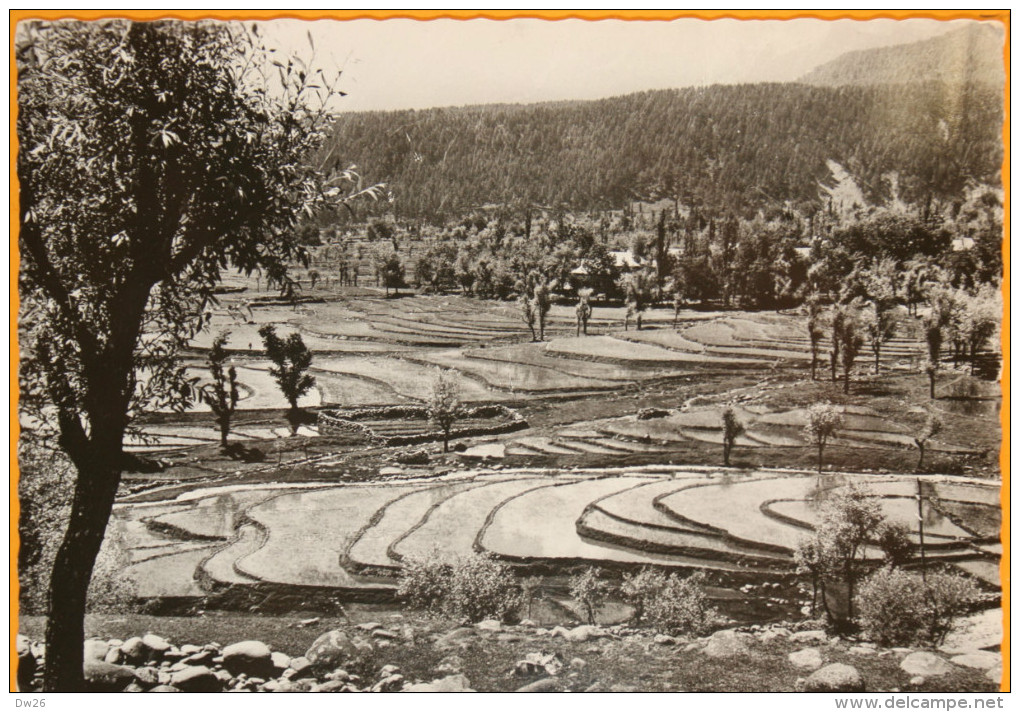 Cachemire (Kachmir) - Tandmarg - Les Rizières En Terrasses - Photo A. Robillard Dédicacée, Carte Non Circulée - Inde