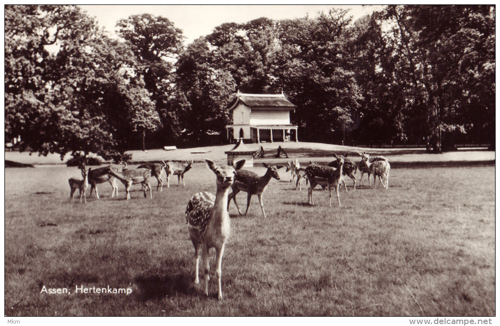 Hertenkamp - Assen