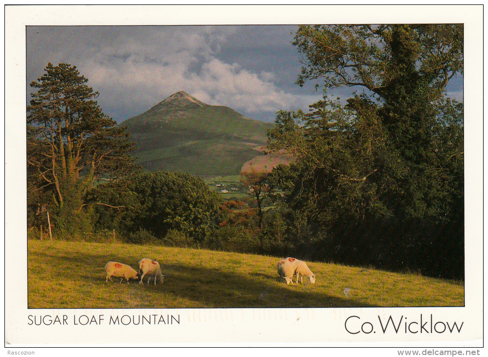 Sugar Loaf Mountain - Co. Wicklow - Wicklow