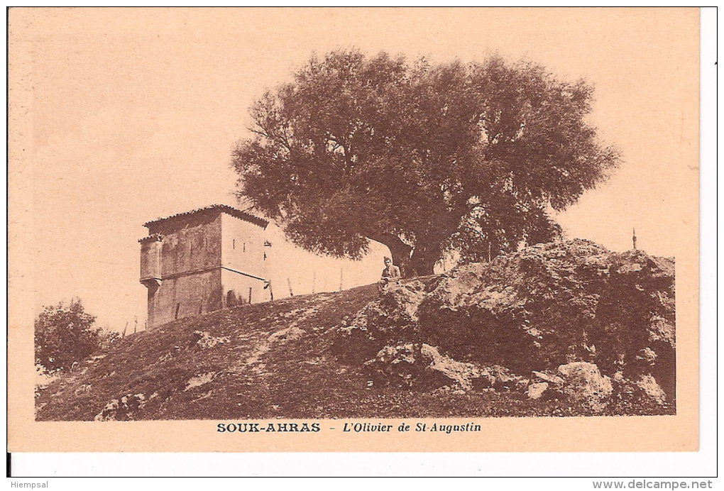 Algerie  Souk-haras  L´olivier . Saint AUGUSTIN - Souk Ahras